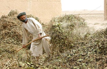 Kunduz  Afghanistan  ein Bauer wendet seine Ernte zum Trocknen