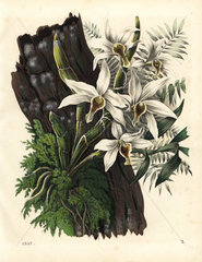 Dendrobium heterocarpum orchid