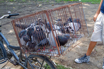 Havanna  Kuba  Verkauf von Tauben auf dem Taubenmarkt