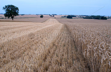 Manderow  Deutschland  teils abgeerntetes Getreidefeld am Morgen