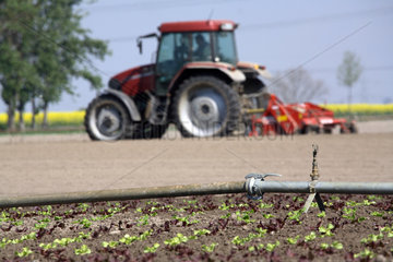 Gemueseanbau: Salat  Beregnungsanlage und Traktor