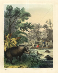 Hunting for tapirs  Tapirus terrestris