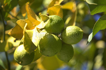 Agios Nikolaos  gruene Zitronen haengen am Baum
