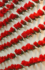 Wand mit roten Rosen