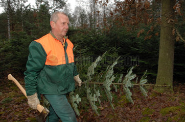 Belzig  Deutschland  Forstwirt traegt einen frisch geschlagenen Tannenbaum