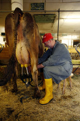 Tirol  eine Kuh wird im Stall durch eine Melkmaschine gemolken