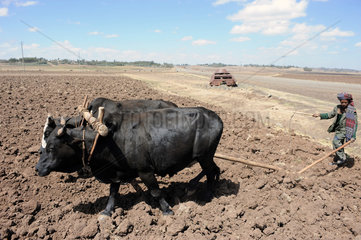 Mangudo  Aethiopien  ein Junge pfluegt mit einem Ochsengespann das Feld