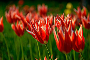 Berlin  Deutschland  bluehende Tulpen auf der -Tulipan- im Britzer Garten