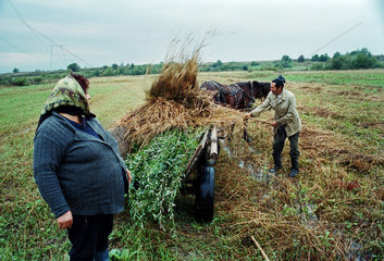 Ein Bauernpaar bei der Heuernte  Rumaenien