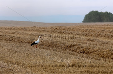 Penzlin  Deutschland  ein Storch sucht auf einem gemaehten Stoppelfeld nach Nahrung