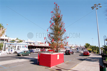 Puerto del Carmen  Spanien  sonniger Weihnachtsbaum