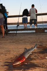 Solvang  USA  geangelter Hai auf einem Steg