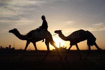 Dubai  Kamelreiter bei Sonnenaufgang in der Wueste