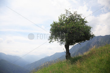 Schweiz  Kirschbaum am Berghang