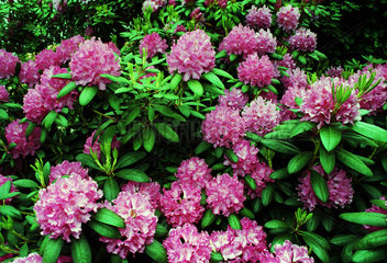 Rhododendronblumen