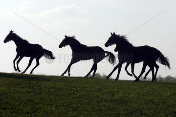 Goerlsdorf  Pferde im Galopp auf der Weide
