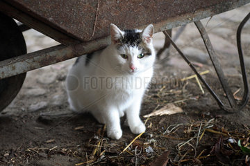 Prangendorf  eine Katze sitzt unter einer Schubkarre