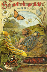 Der Schmetterlingszuechter  Buch  1892