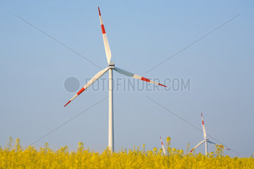 Hasenholz  Windkraftrad und Rapsfeld