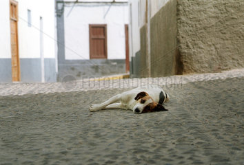 Agaete  Gran Canaria  Spanien  Hund haelt Siesta