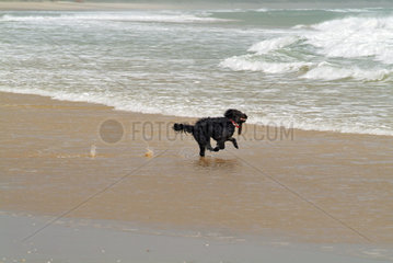 Lagos  Portugal  ein Hund rennt am Strand entlang