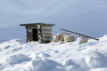 Krippenbrunn  Oesterreich  Husky liegt neben seiner Hundehuette im Schnee