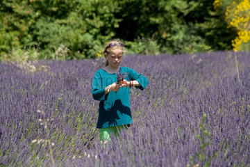 Grignan  Frankreich  ein Maedchen pflueckt Lavendelblueten auf einem Lavendelfeld