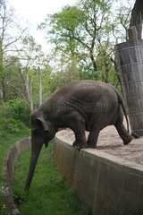 Berlin  Deutschland  ein Elefant im Zoologischen Garten
