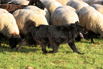 Hoppegarten  Deutschland  Huetehund laeuft vor einer Schafherde her