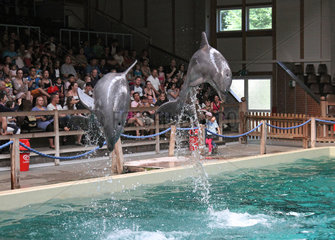 Muenster  Deutschland  Delfine zeigen ihre Kunststuecke vor Publikum
