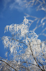 Szklarska Poreba  Polen  schneebedeckter Baum im Riesengebirge