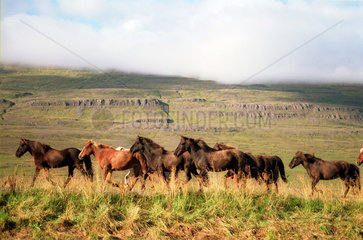 Varmahlid  Island-Pferde