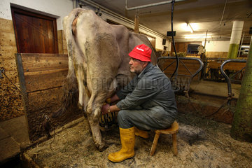 Tirol  ein Bauer setzt eine Melkmaschine an das Euter einer Kuh im Stall