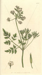 Garden chervil  Scandix cerefolium  Anthriscus cerefolium