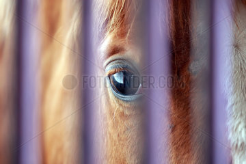 Neuenhagen  Deutschland  Detailaufnahme  Pferd schaut durch die Gitter seiner Box
