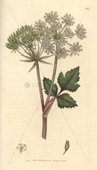 Scottish lovage  Scottish licorice-root  Ligusticum scoticum