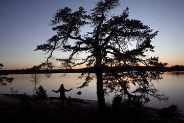Vaestervik  Schweden  Silhouette einer Kiefer bei Daemmerung an einem See