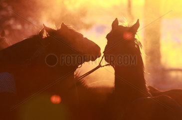 Goerlsdorf  Deutschland  Silhouette  Pferde bei Sonnenaufgang im Portrait