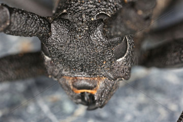 Manciano  Italien  Kopf eines Asiatischen Laubholzbockkaefers