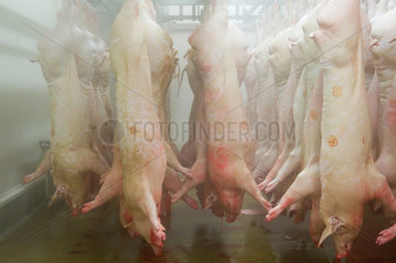 Neuruppin  Deutschland  Schweinshaelften haengen zur Abkuehlung in einen Kuehlraum