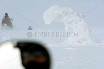 Saelen  Schweden  Tannenbaum biegt sich unter der Schneelast