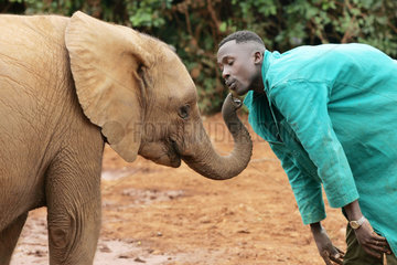 Nairobi  Elefant kuschelt mit seinem Pfleger