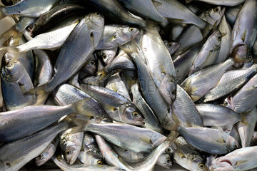 Nessebar  frisch gefangene Sardinen