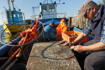 Kussfeld  Polen  kaschubischer Fischer entfernt die Schuppen von einem Fisch