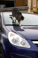 Katze auf einem neuen Auto