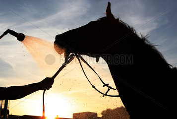 Hamburg  Deutschland  Silhouette  ein Pferd wird bei Sonnenuntergang abgeduscht