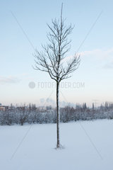 Berlin  Deutschland  junger Baum im Schnee