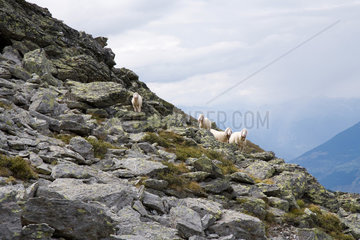 Italien  Schafe am Berghang nahe Latsch