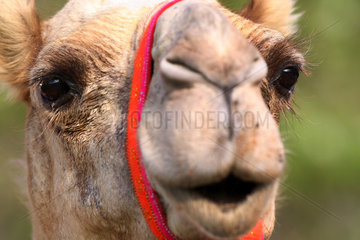 Dubai  Vereinigte Arabische Emirate  Kamel im Portrait