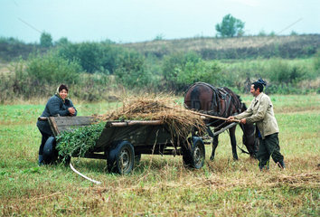 Ein Bauernpaar bei der Heuernte  Rumaenien